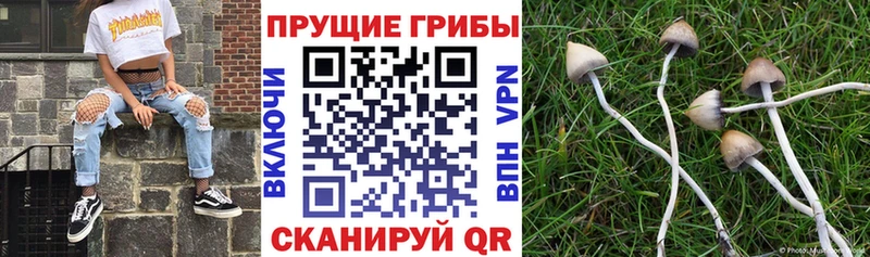 Псилоцибиновые грибы GOLDEN TEACHER  blacksprut зеркало  Белый 